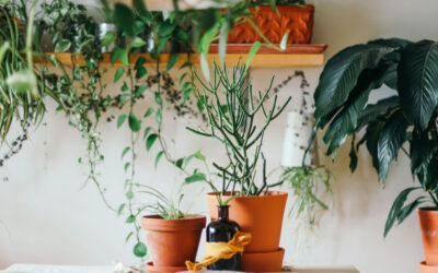 How To Pack Plants For Moving | Adios Moving LLC